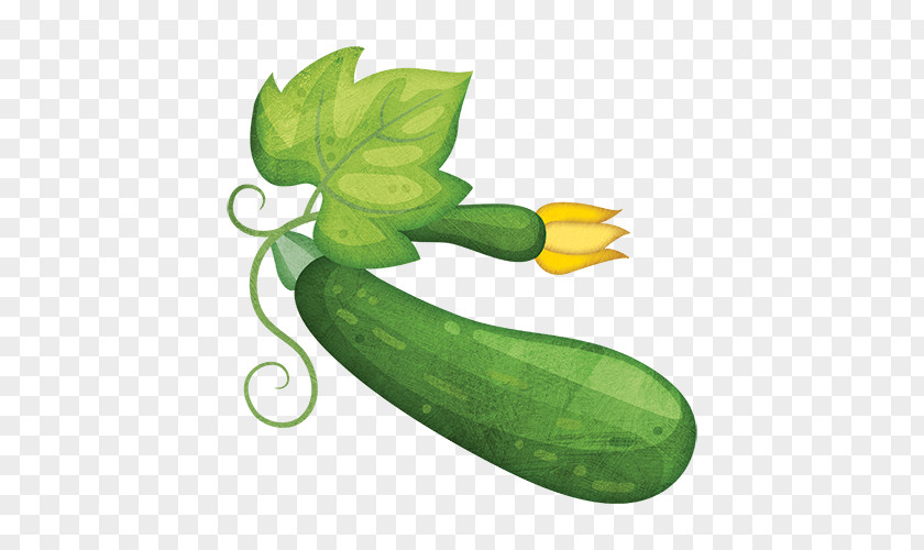 Cucumber Zucchini Summer Squash Cucurbita Gourd PNG