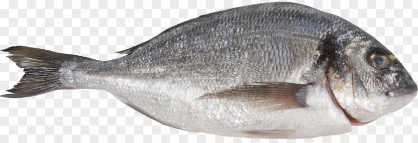 Fish Bony Fishes Porgies Gilt-head Bream PNG