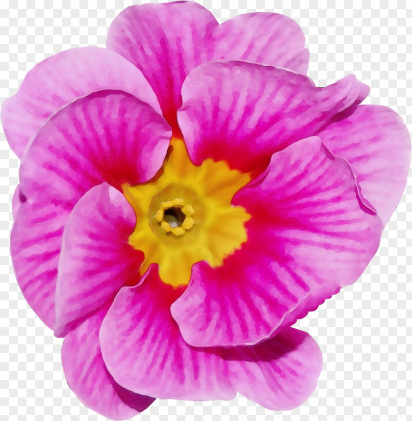 Flower Annual Plant Herbaceous Petal Violaceae PNG