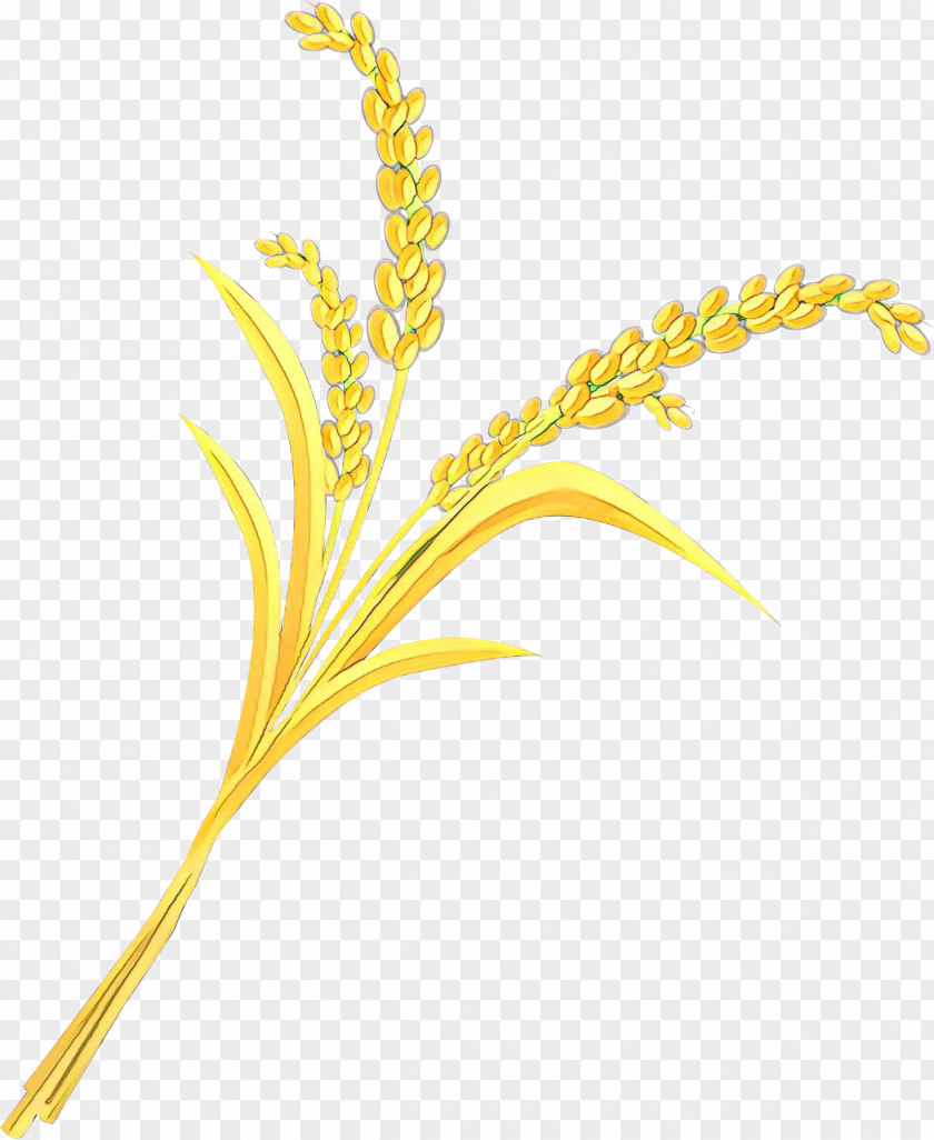 Rice Vector Graphics Cereal Image PNG