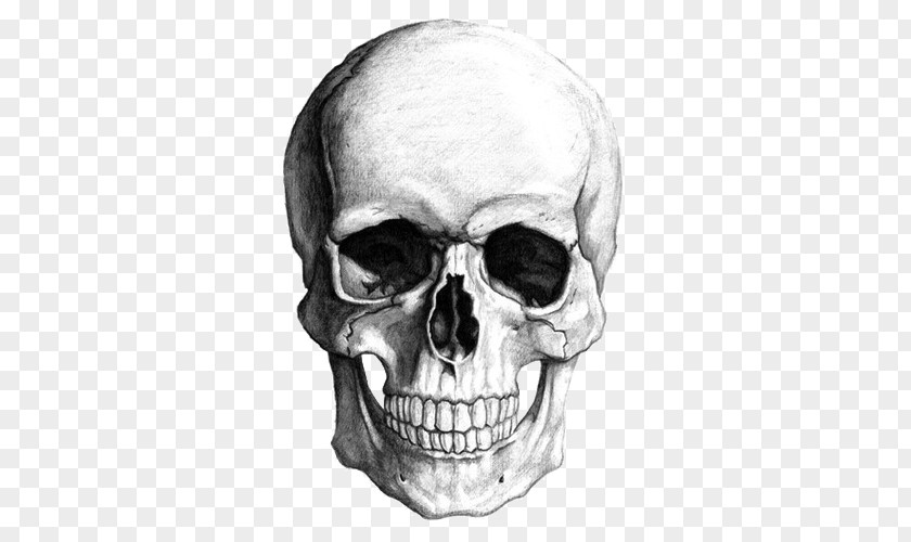 Sketch Skull Clip Art PNG