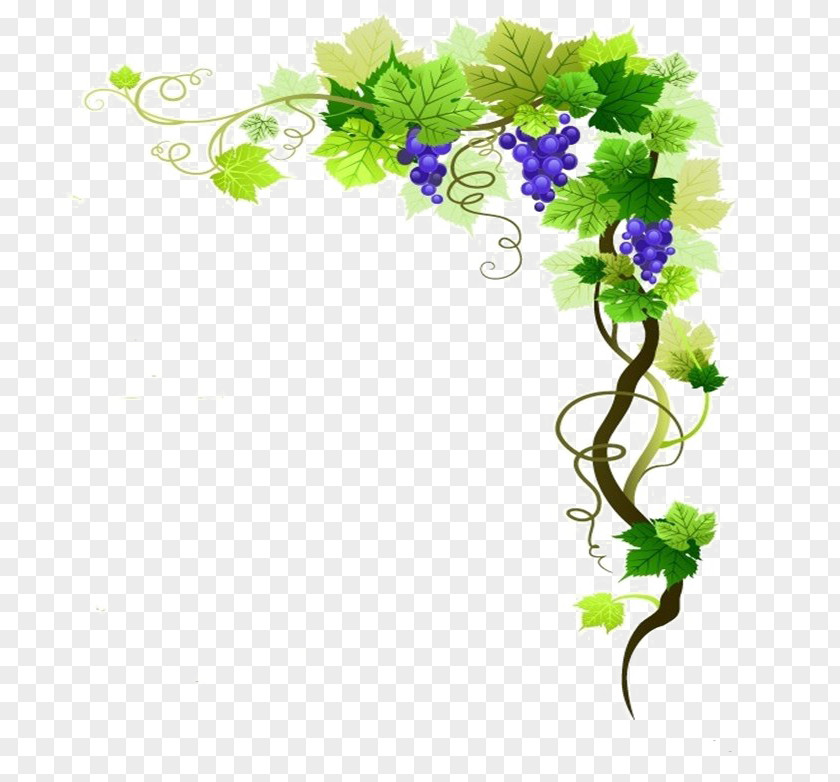 Wine Common Grape Vine Vector Graphics Clip Art PNG