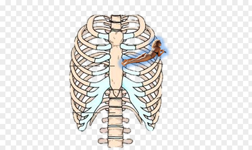 ADAN Rib Cage Human Skeleton Sternum Anatomy PNG