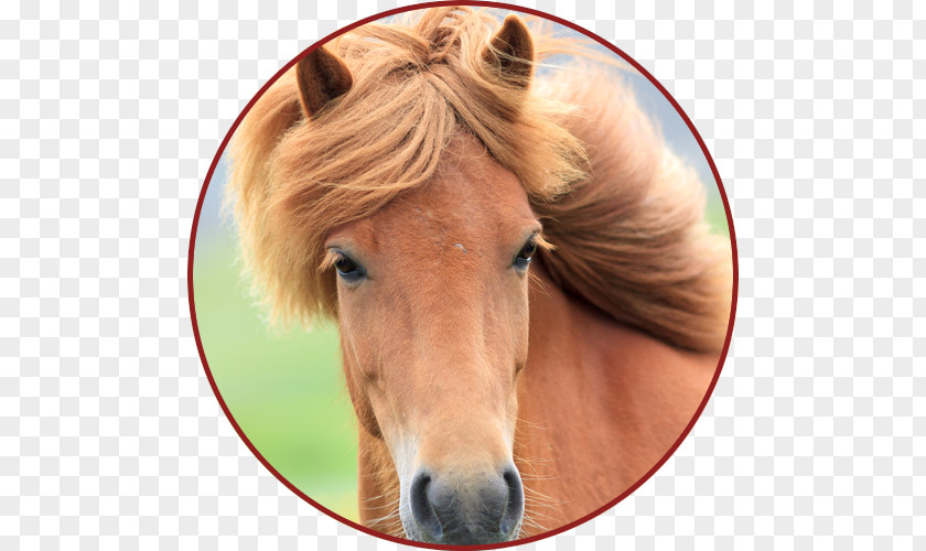 Dog Mustang Stallion Veterinarian Pony PNG