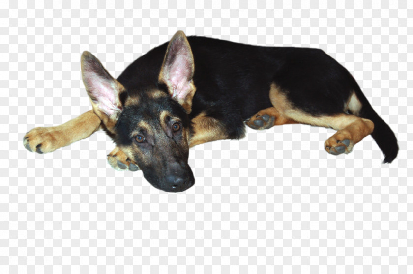 Puppy German Shepherd Dog Breed Snout PNG