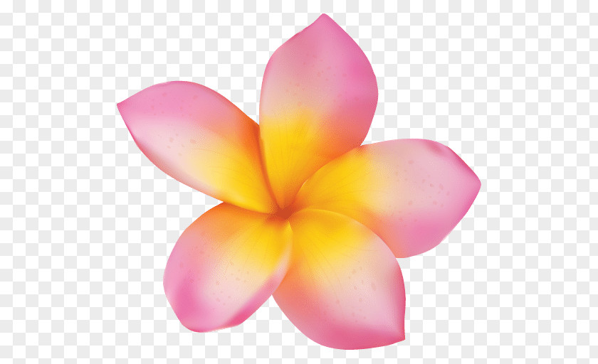 Frangipani Plumeria Rubra Flower Stock Photography PNG