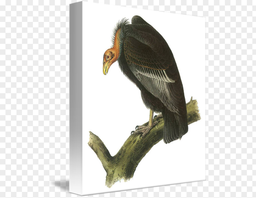 Gift Greeting & Note Cards Paper Love Bald Eagle PNG