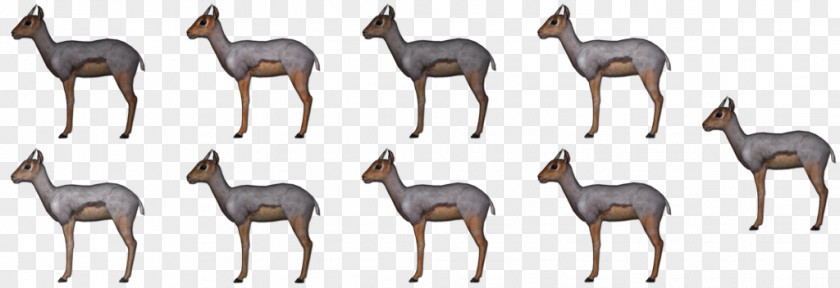 Goat Antelope Deer Terrestrial Animal Wildlife PNG