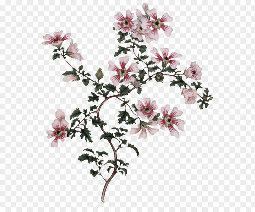 Pedicel Magnolia Family Flower Plant Petal Pink Blossom PNG
