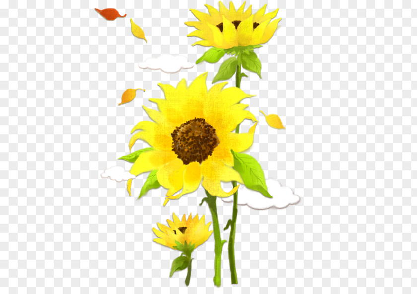 Sunflower Poster PNG