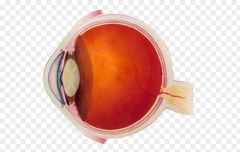 Eye Near-sightedness Human Visual Perception Examination PNG