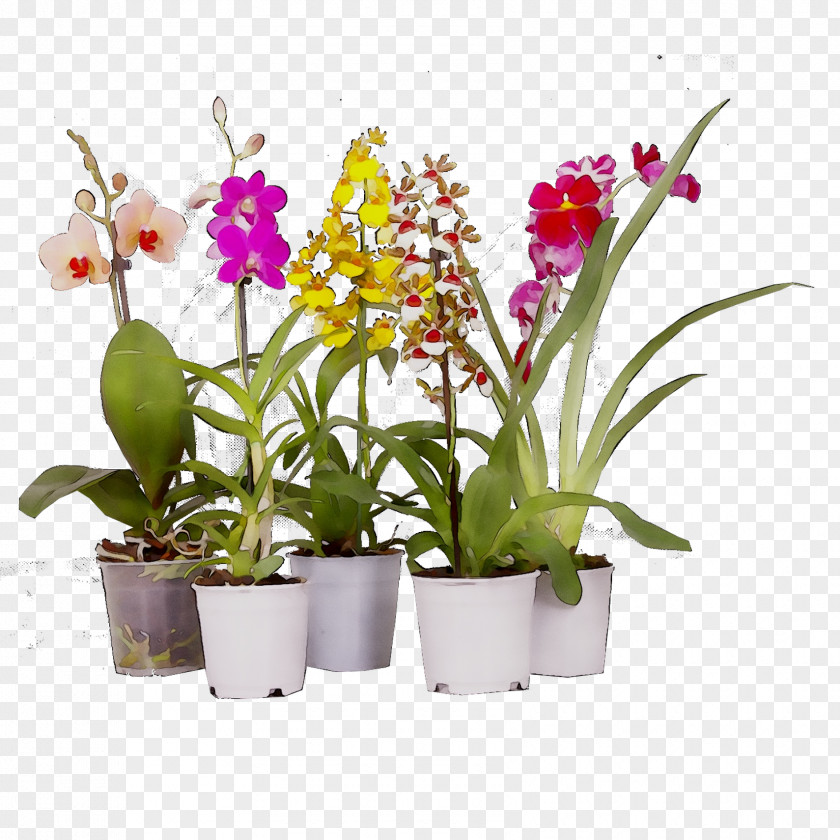 Moth Orchids Cattleya Flowerpot Dendrobium Cut Flowers PNG