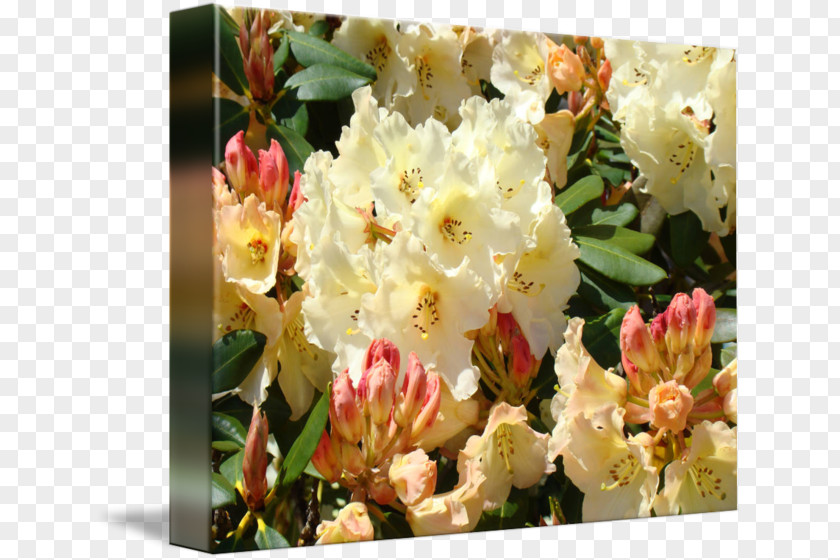 Orange Rhododendron Yellow Cream Pink PNG