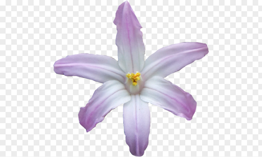 Purple Flower Lilac Violet Crocus PNG