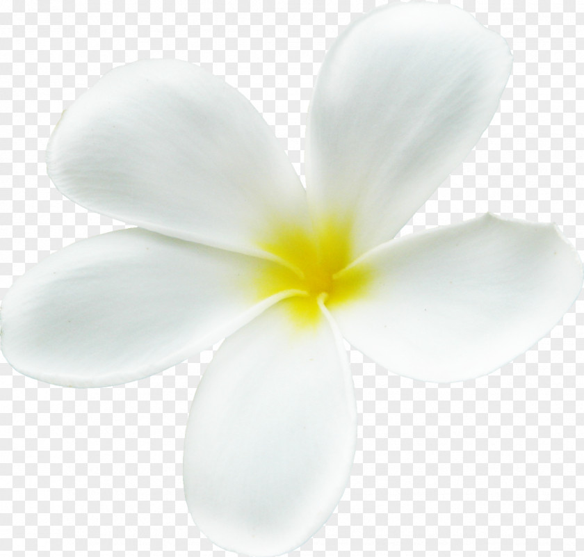 Spring Forward Flowering Plant Petal Close-up PNG