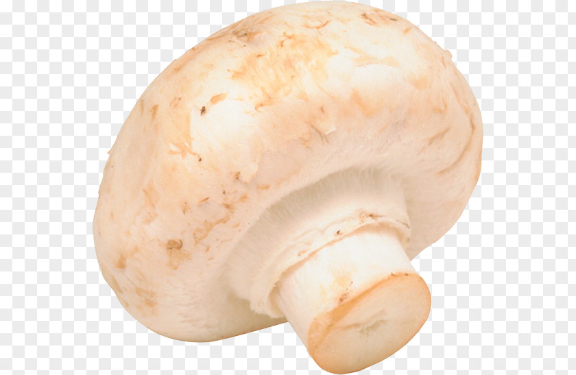Champignon Common Mushroom Fungus Vegetable Market Garden PNG