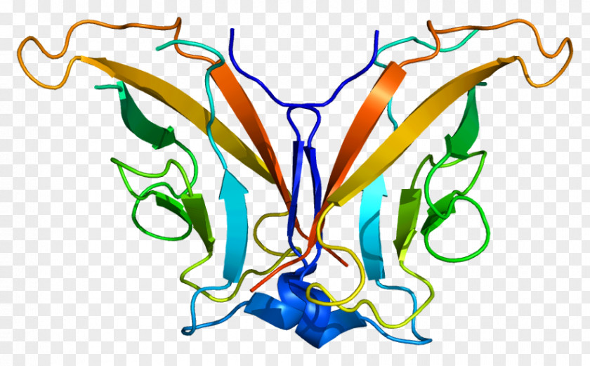 International Association For The Study Of Lung Ca CDH8 VE-cadherin Gene CDH3 PNG