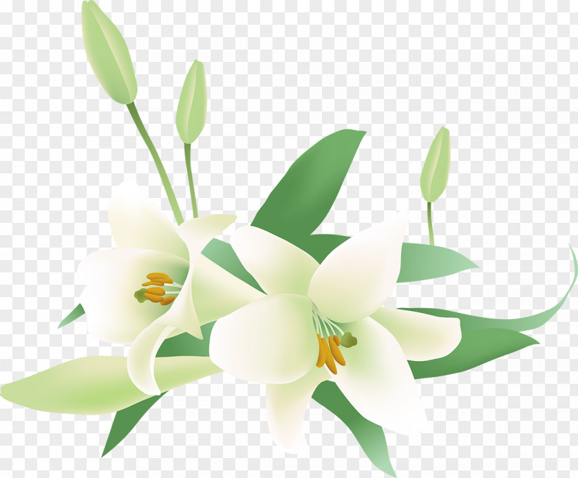 Lilly Jasmine Flower Clip Art PNG