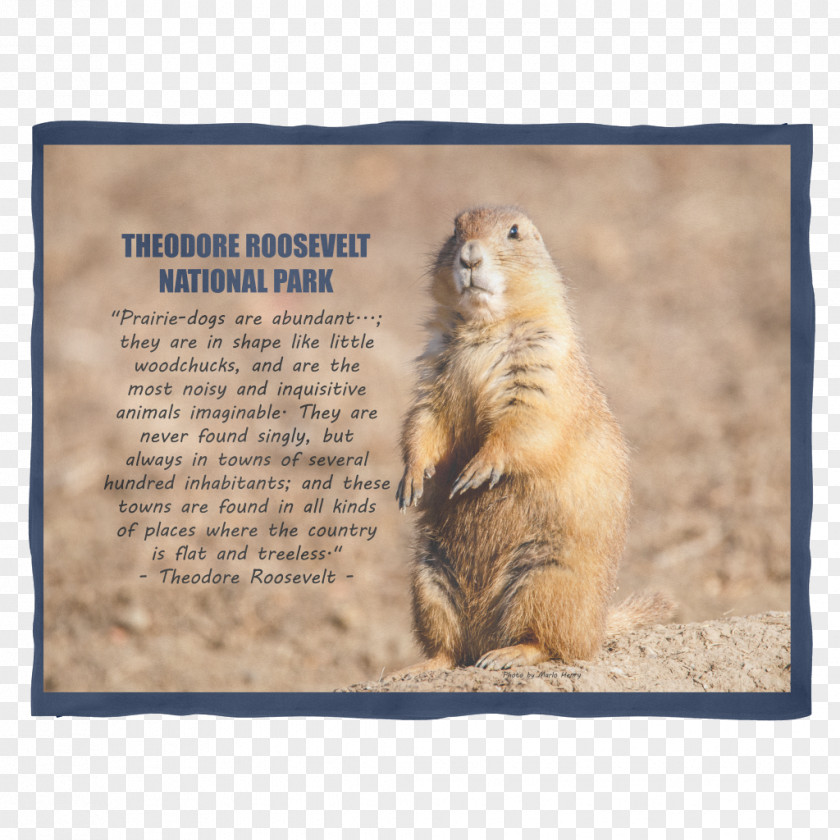 Prairie Dog Marmot Whiskers Snout PNG