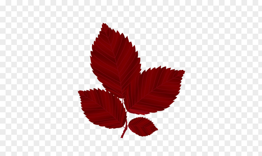 Vector Red Maple Leaf Autumn Leaves PNG