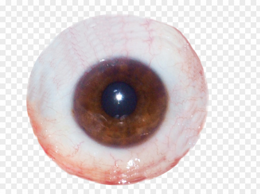 Eye Iris Ocular Prosthesis Human Optician PNG