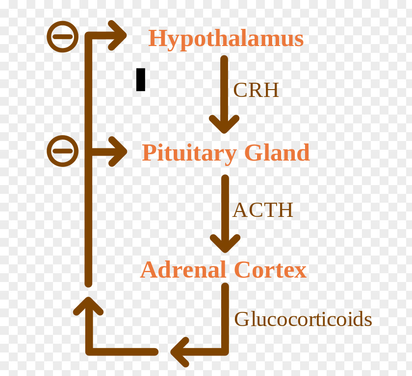 Feedback Negative Adrenocorticotropic Hormone Biology Glucocorticoid PNG