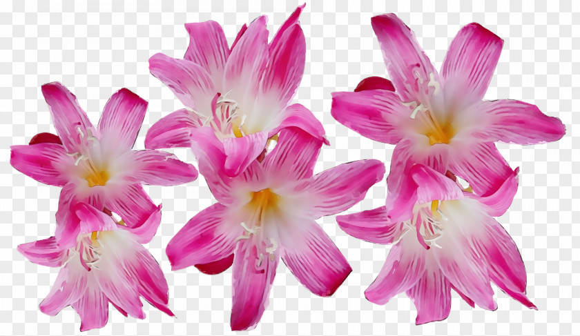 Floral Design PNG