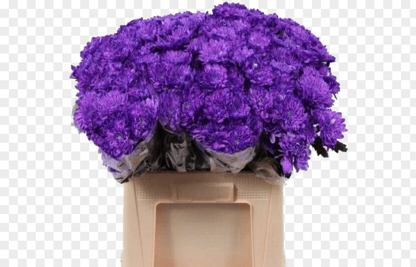 Flower Lavender Violet Hardy Chrysanthemums Lilac PNG