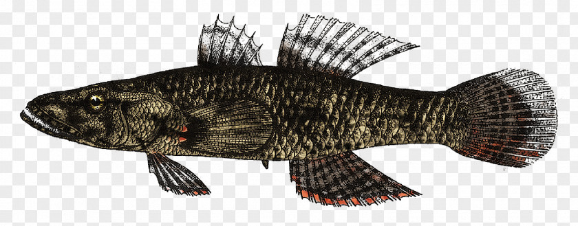 Help I'm A Fish Fauna PNG