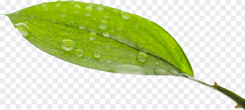 Leaf Moisture Plant Stem PNG
