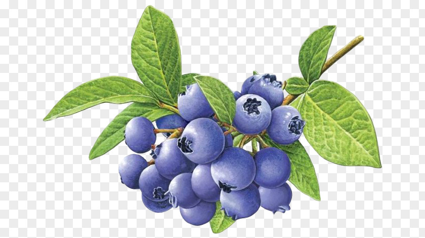 Blueberry Tea Bilberry PNG