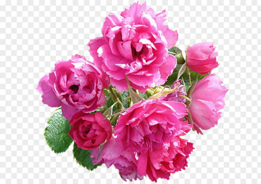 Flower Garden Roses Cabbage Rose Cut Flowers Floribunda Floral Design PNG