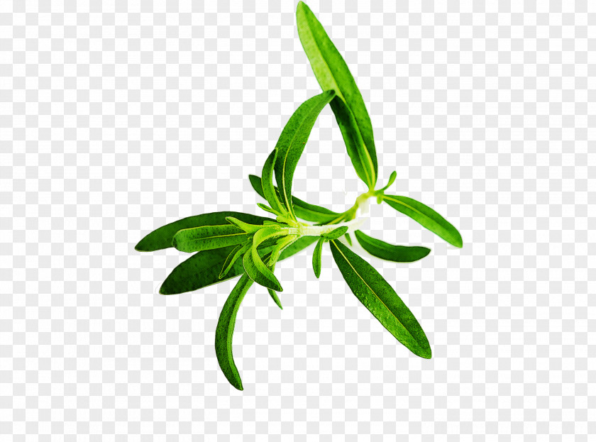 Leaf Plant Flower Tarragon Herbal PNG