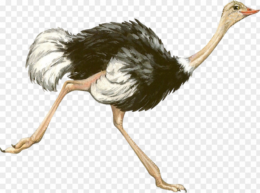 Bird Common Ostrich Emu PNG