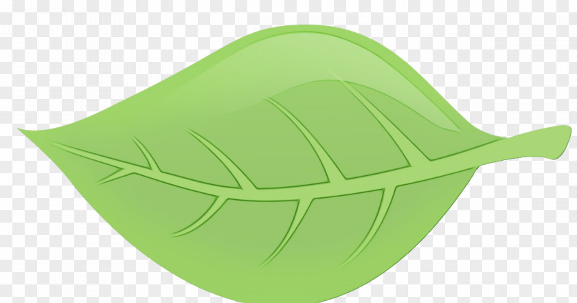 Cap Plant Green Leaf Background PNG