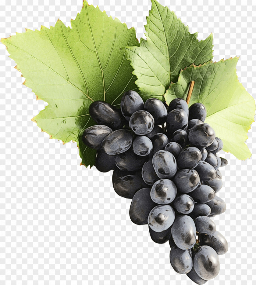Food Berry Grape Leaves Grapevine Family Seedless Fruit PNG