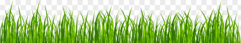 Grass Animation Lawn Drawing Clip Art PNG