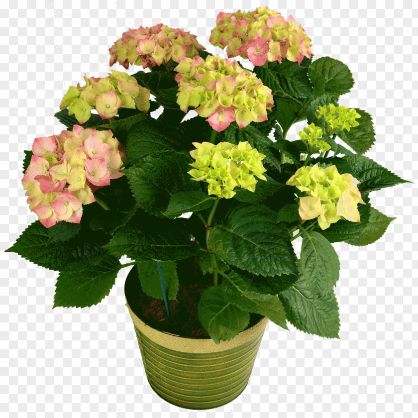 Hydrangea Houseplant Cut Flowers PNG