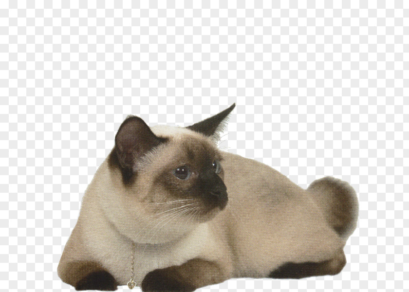 Kitten Siamese Cat Tonkinese Burmese Domestic Short-haired PNG