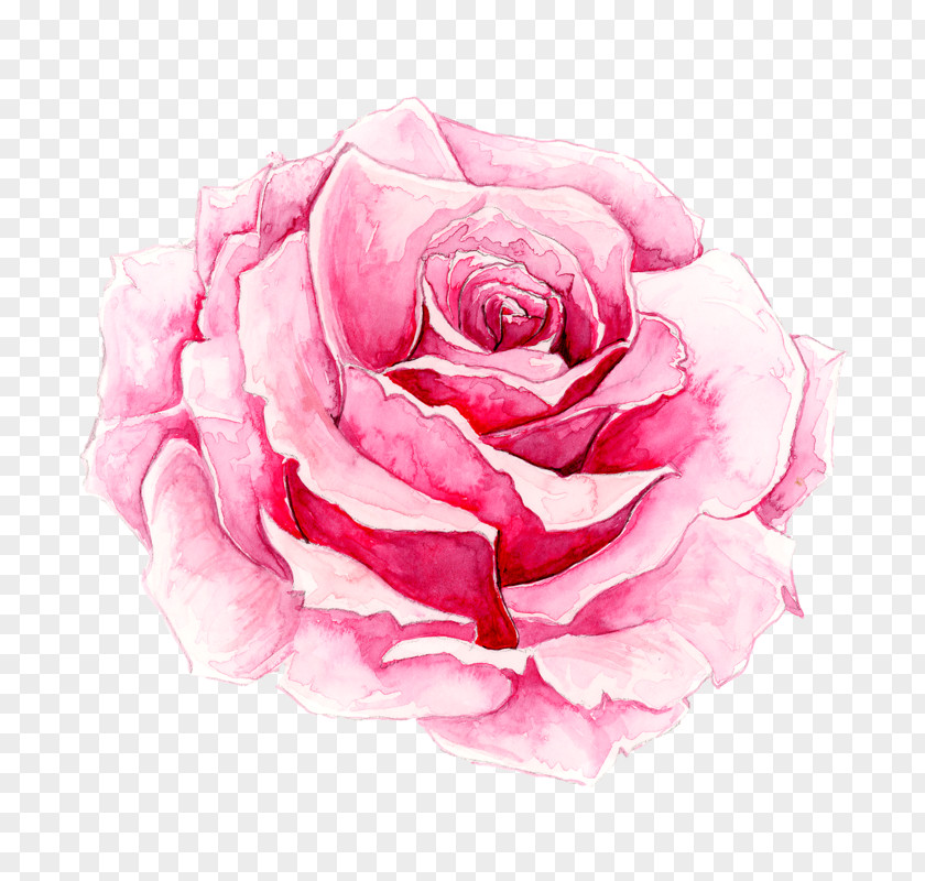 Painted Pink Rose Rosa Chinensis Watercolor Painting PNG
