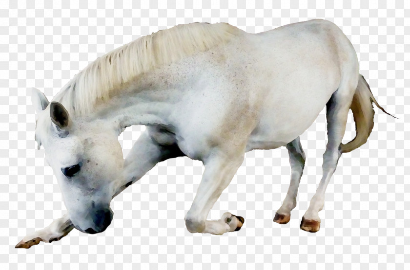 Stallion Mare Animal Figure Wildlife Snout Horse PNG