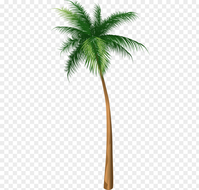 Coconut Tree Arecaceae Illustration PNG