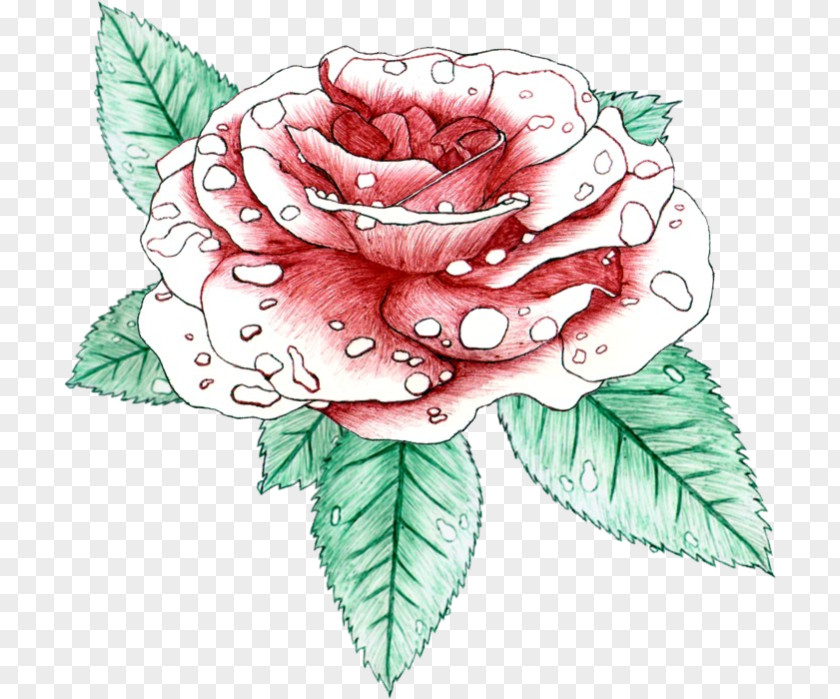 Flower Floral Design Cabbage Rose Garden Roses Cut Flowers PNG