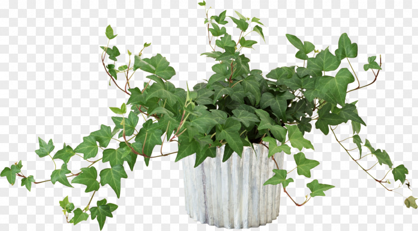 Pot Leaf Vine Flower Houseplant PNG