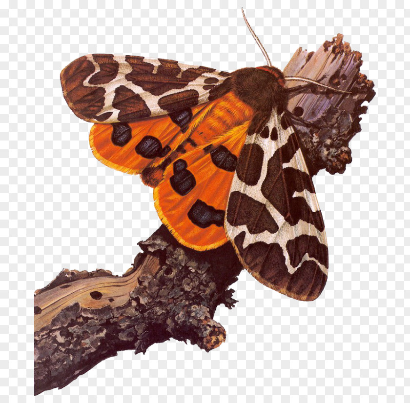 Tiger Garden Moth Butterfly Art PNG