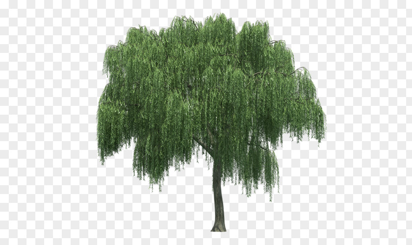 Tree Weeping Willow Rendering PNG