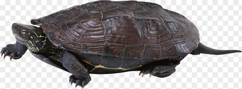 Turtle Common Snapping Download Clip Art PNG