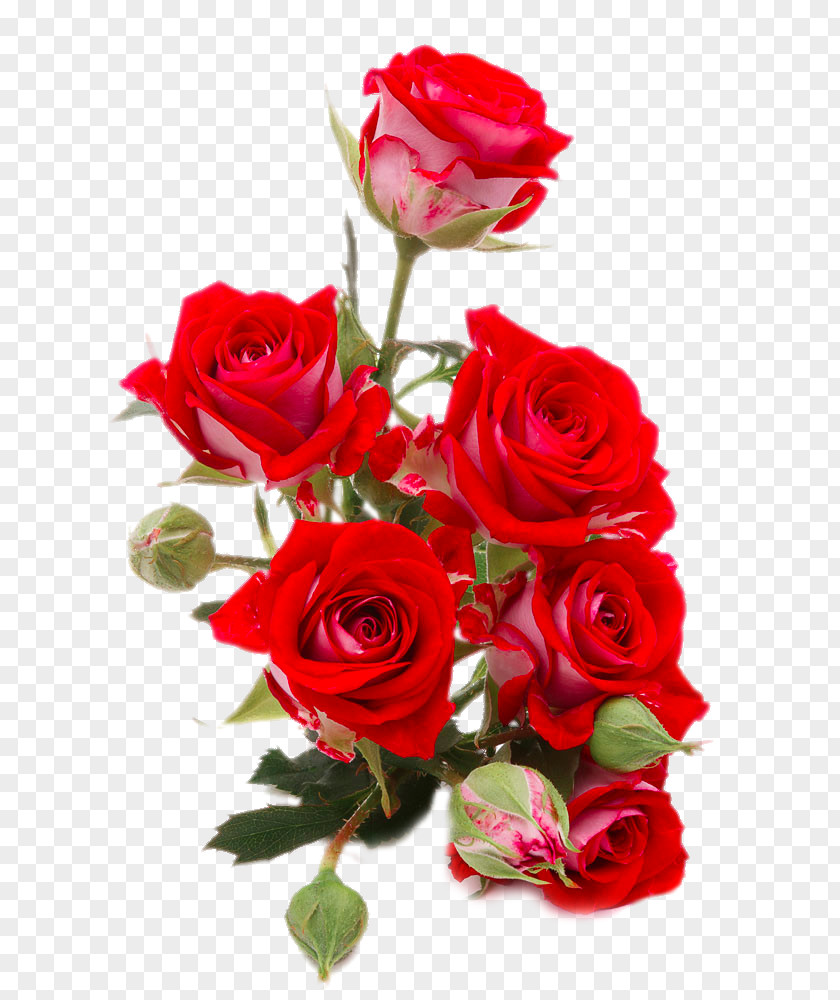 Bright Red Roses Close-up Flower Bouquet Rose Stock Photography PNG