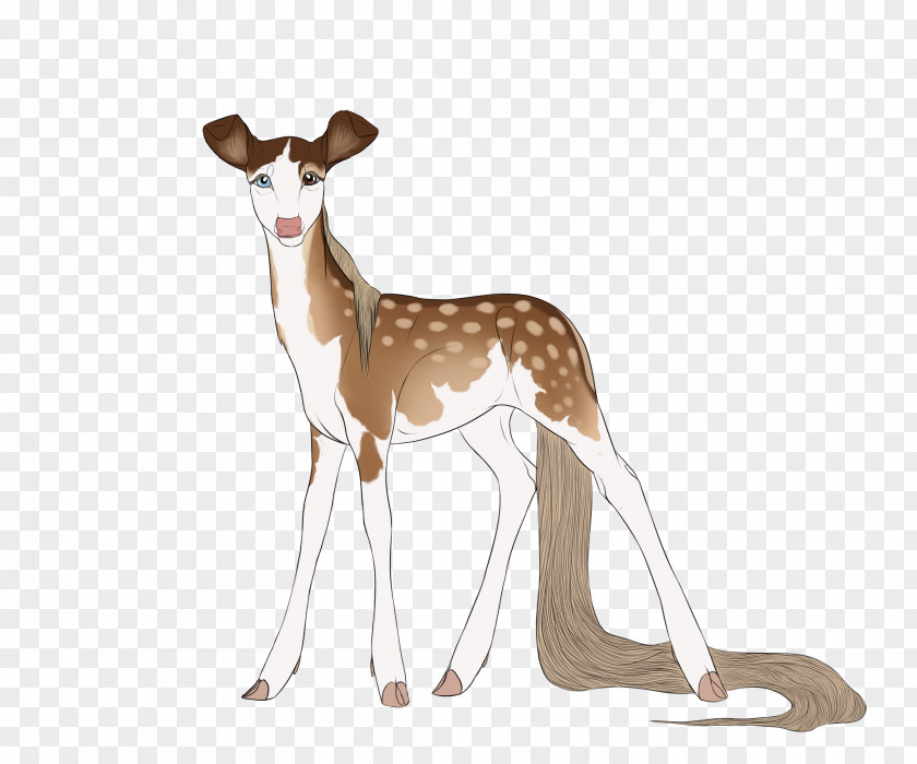 Deer Italian Greyhound Springbok Wildlife PNG