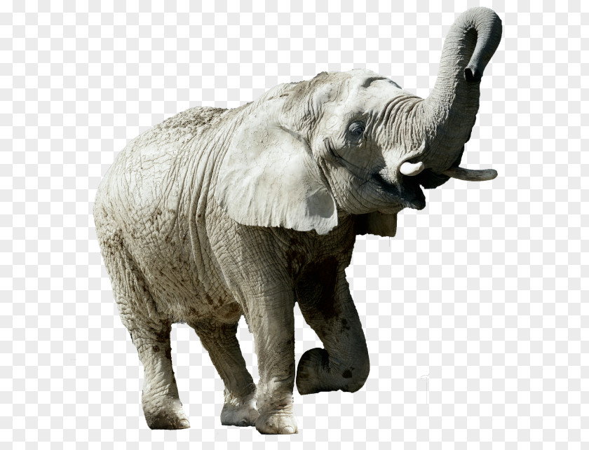 India Indian Elephant African Tusk Wildlife Elephantidae PNG